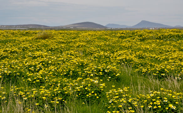 Lesser Celandine field