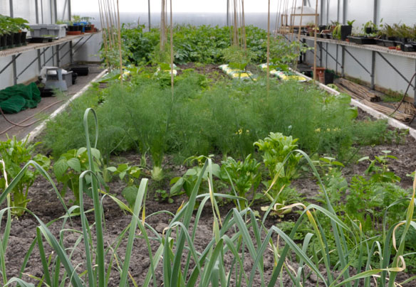 Vegetables in polytunnel in May May
