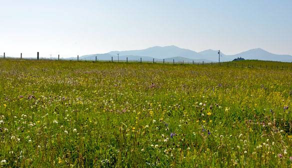 Machair in flower