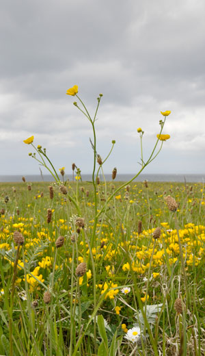 Meadow buttercup