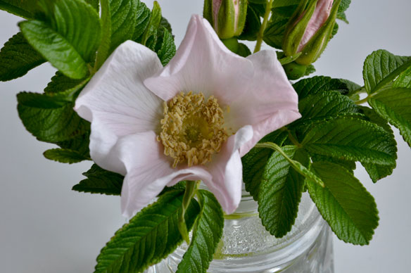 Rosa rugosa