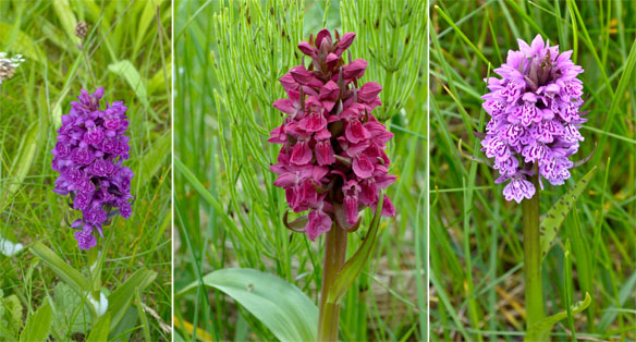 Machair orchids: Northern Marsh Orchid (Dactylorhiza purpurella), Early Marsh Orchid (Dactylorhiza incarnata), Common Spotted Orchid (Dactylorhiza fuchsii)