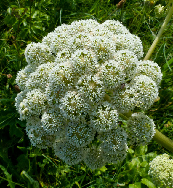 Wild Angelica