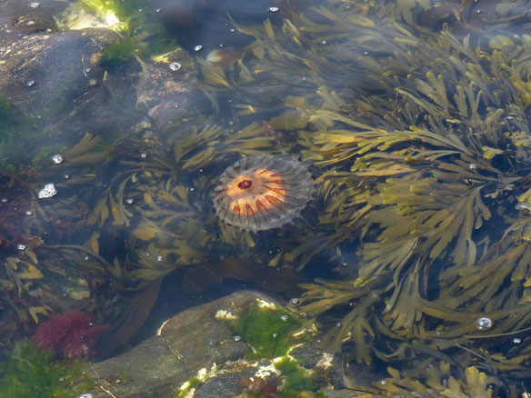 compass jellyfish (Chrysaora hysoscella)