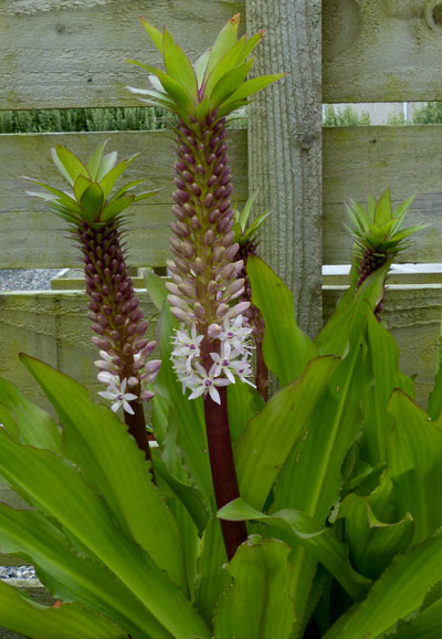 Eucomis comosa