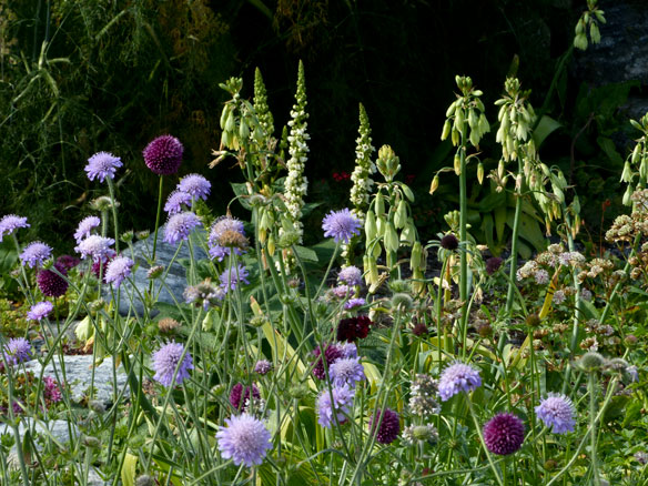 Field scabious (Knautia arvensis), Scabiosa atropurpurea 'Black Cat', Allium sphaerocephalon, Galtonia viridiflora, Verbascum chaixii album