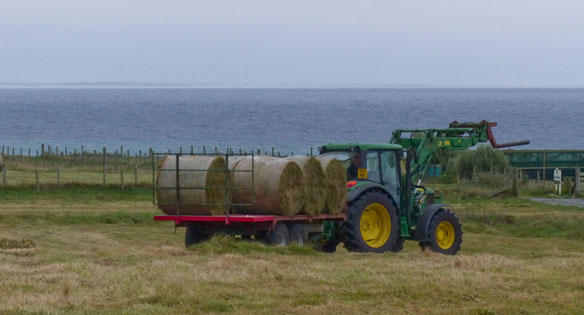 Grass cutting