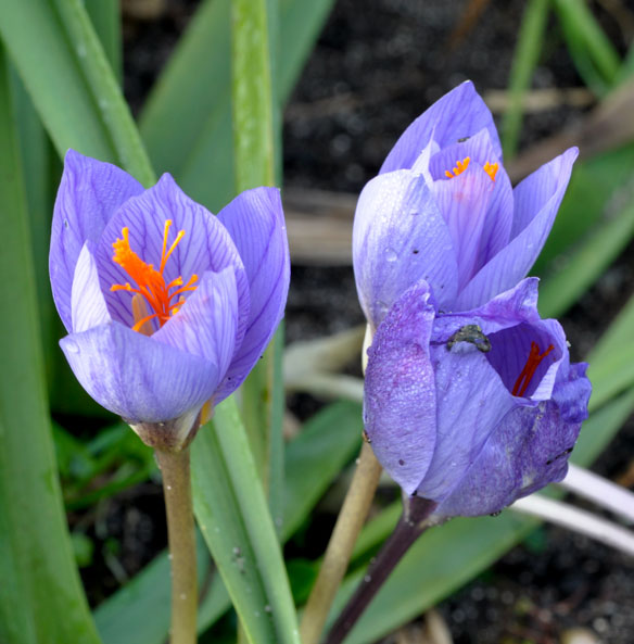 Crocus speciosus