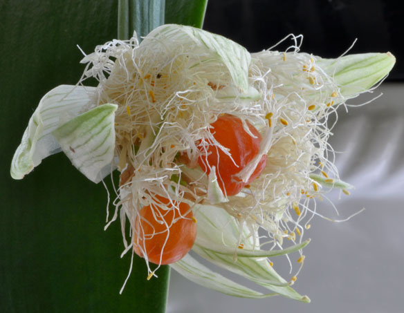 Haemanthus-albiflos-fruit