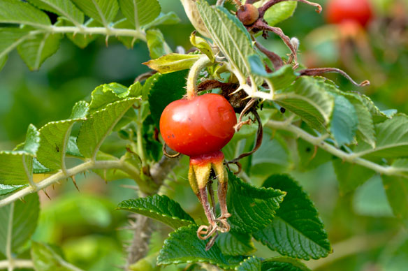 rosehip