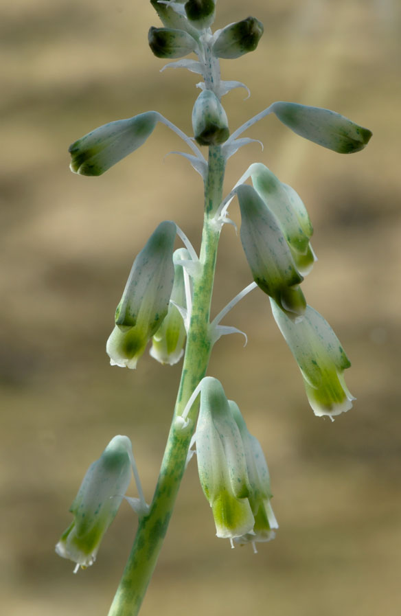 Lachenalia-aloides-var.-vanzyliae