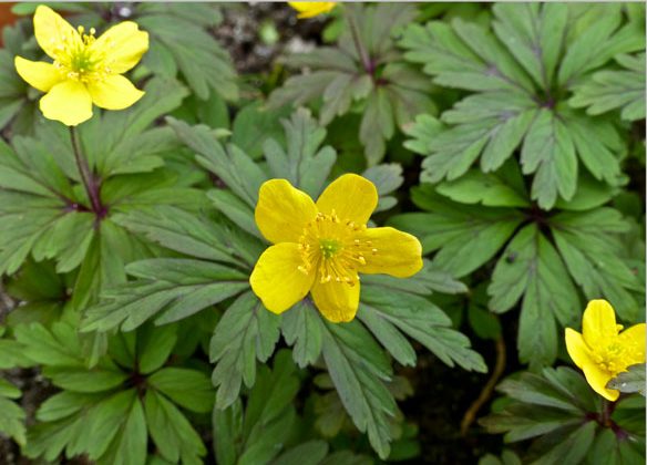 Anemone-ranunculoides