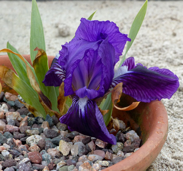 Dwarf Bearded Iris