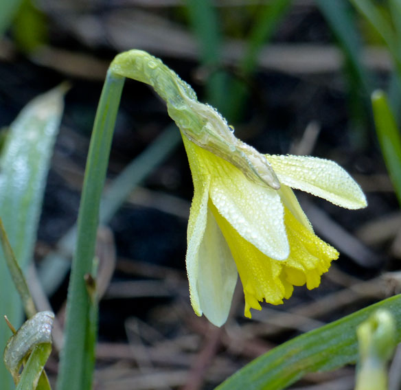 Narcissus Jack-Snipe