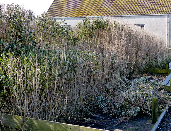 hedge-cutting