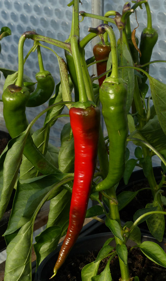 Turkish peppers