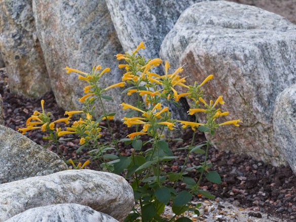 Agastache-aurantica-Sunset-Yellow