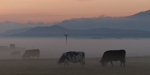 Cows in mist