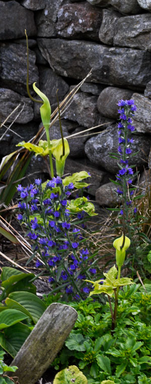 Arisema with Viper's Bugloss