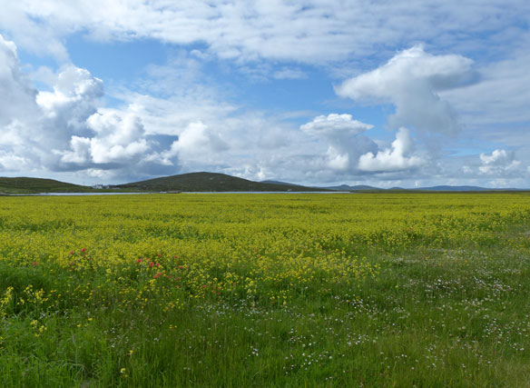 Cereal field Berneray