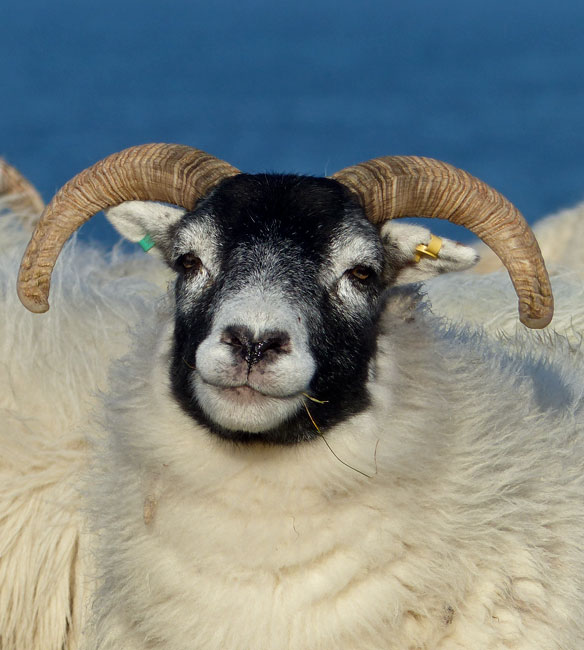 black-face-sheep