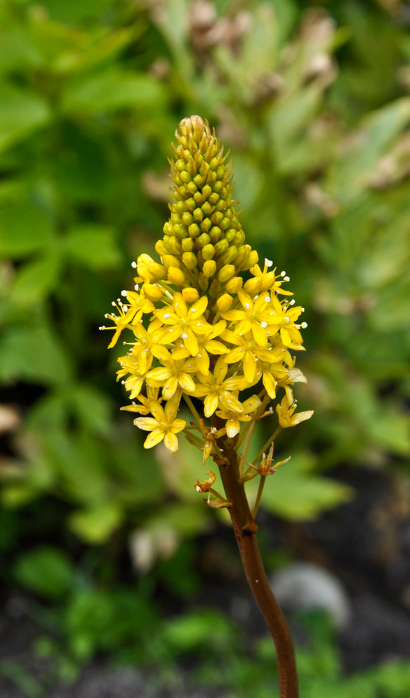 Bulbinella hookeri