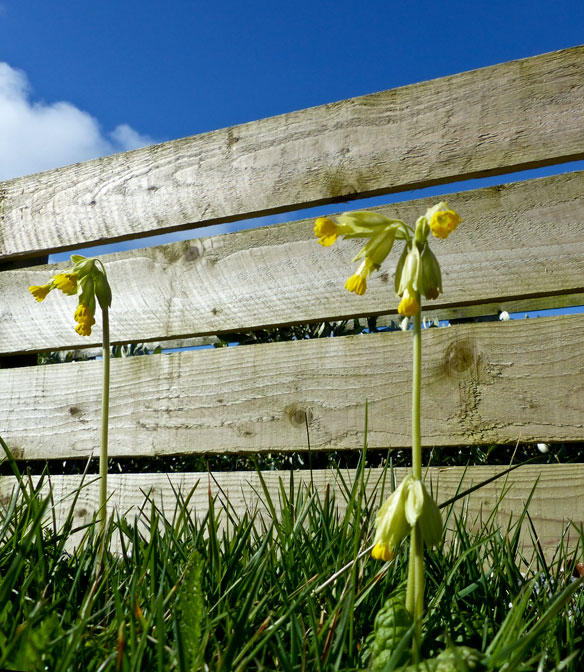 Cowslips
