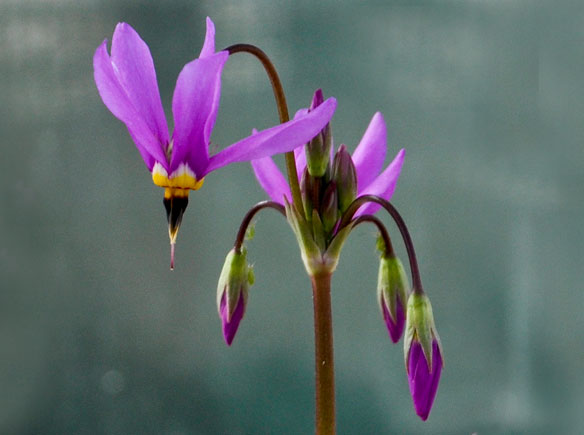 Dodocatheon media
