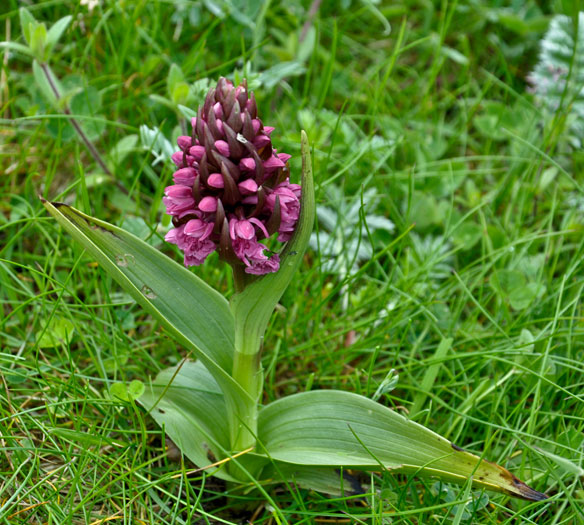 Early-Marsh-Orchid