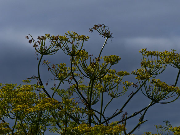 Fennel