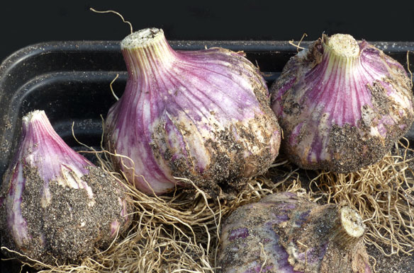 Garlic Red Donetsk