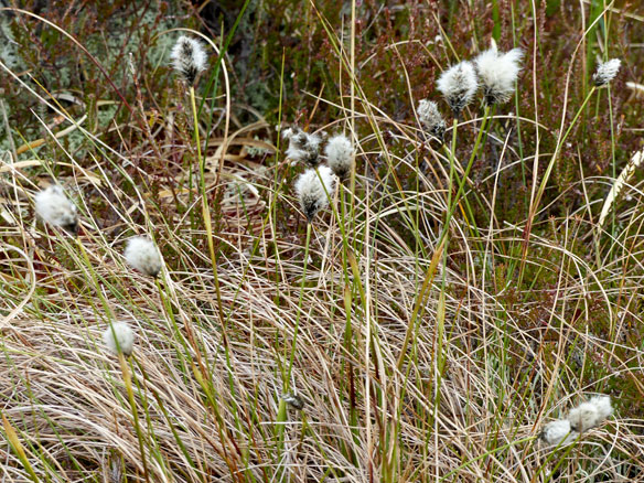 Hares-tail-cotton-grass