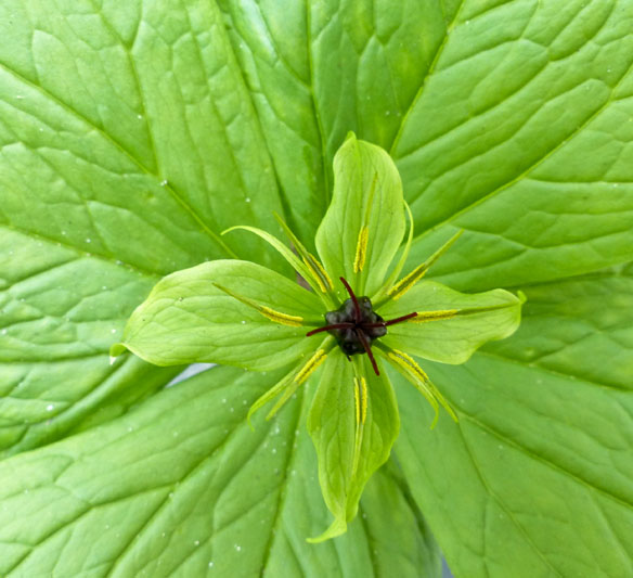 Paris quadrifolia