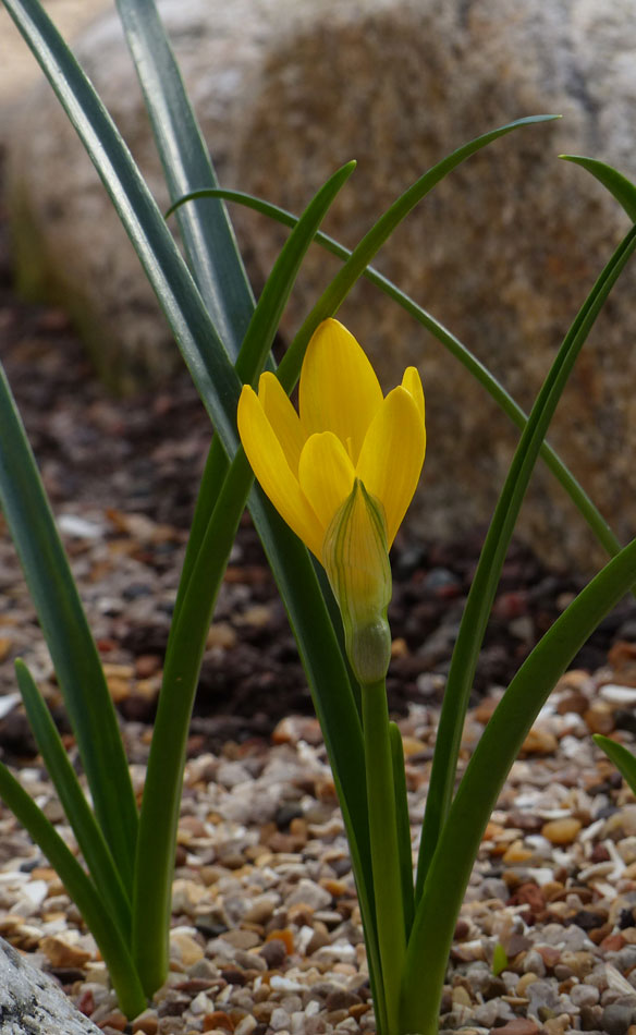 Sternbergia lutea