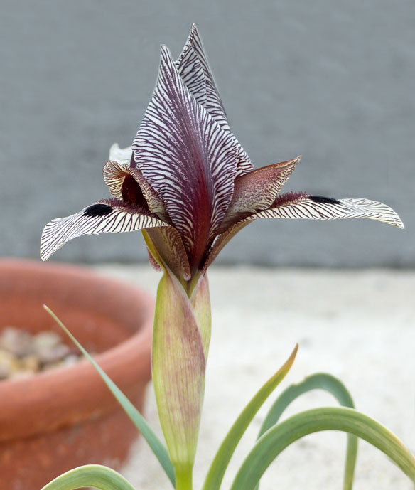 Iris acutiloba lineolata