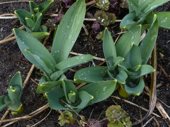 Alliums and aquilegias
