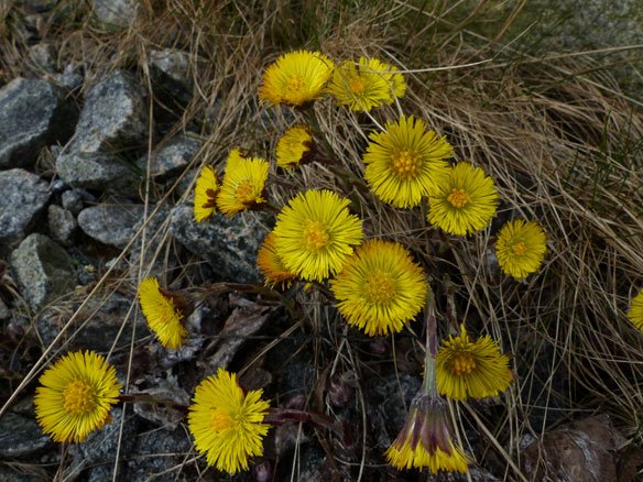 Coltsfoot,Tussilago farfara,