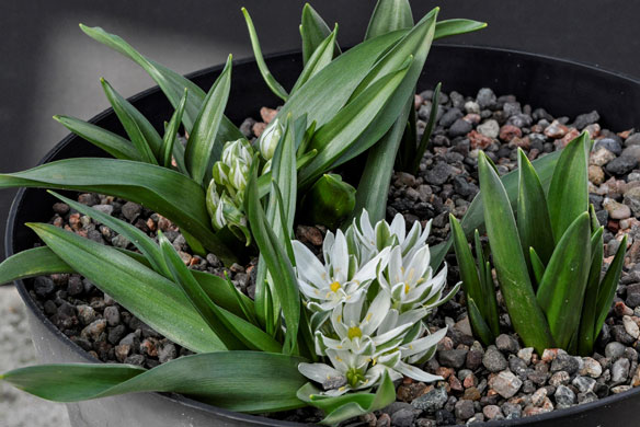 Lance-leaved Star-of-Bethlehem, Ornithogalum lanceolatum
