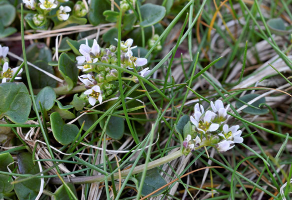 Common Scurvygrass, Cochlearia officinalis