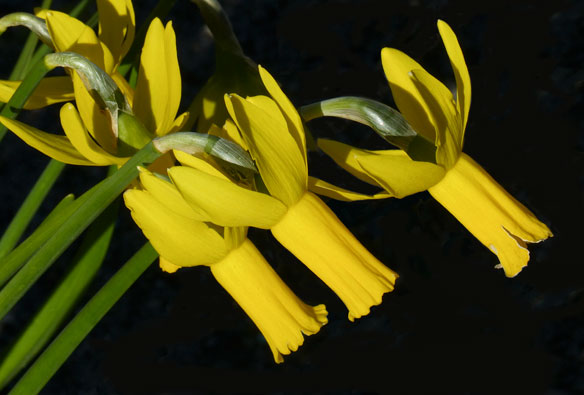 Narcissus Little Witch