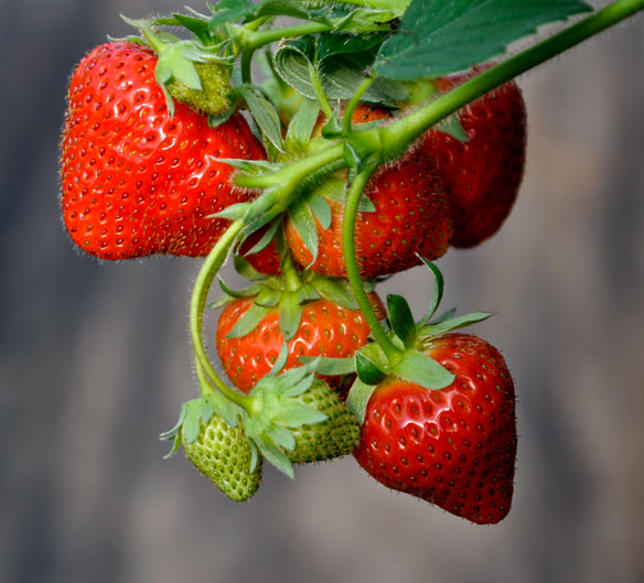 strawberries