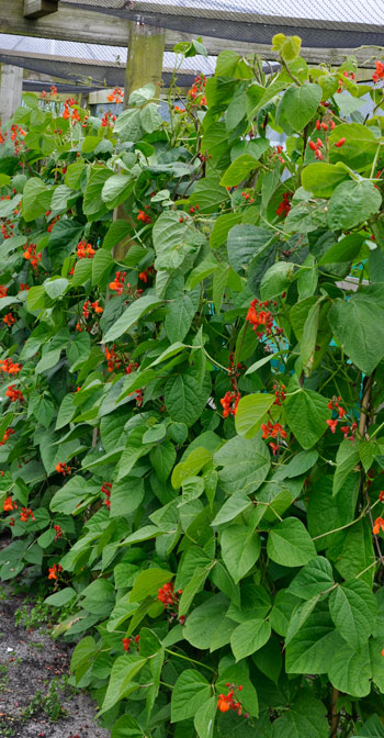 Runner beans painted ladies