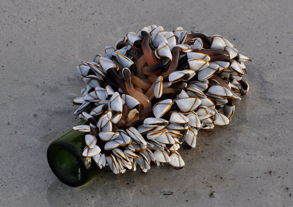 Goose Barnacles Lepas anatifera