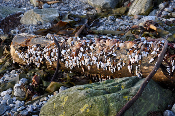 Goose barnacle on a log