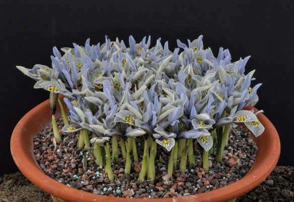 iris-histrioides-katharine-hodgkin