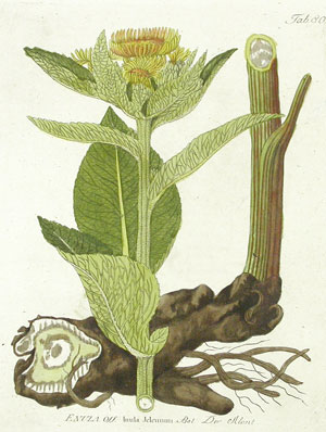 Jerusalem artichoke