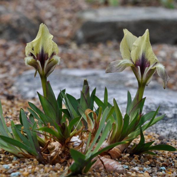 Iris-suaveolens-'Yellow-Form'