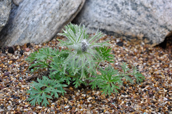 Haller's Pasqueflower Pulsatilla halleri slavica