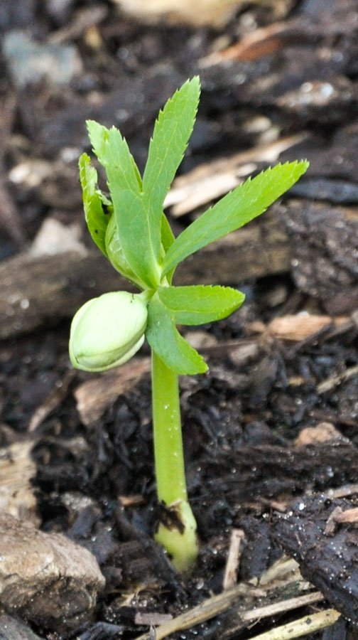 Helleborus bocconei