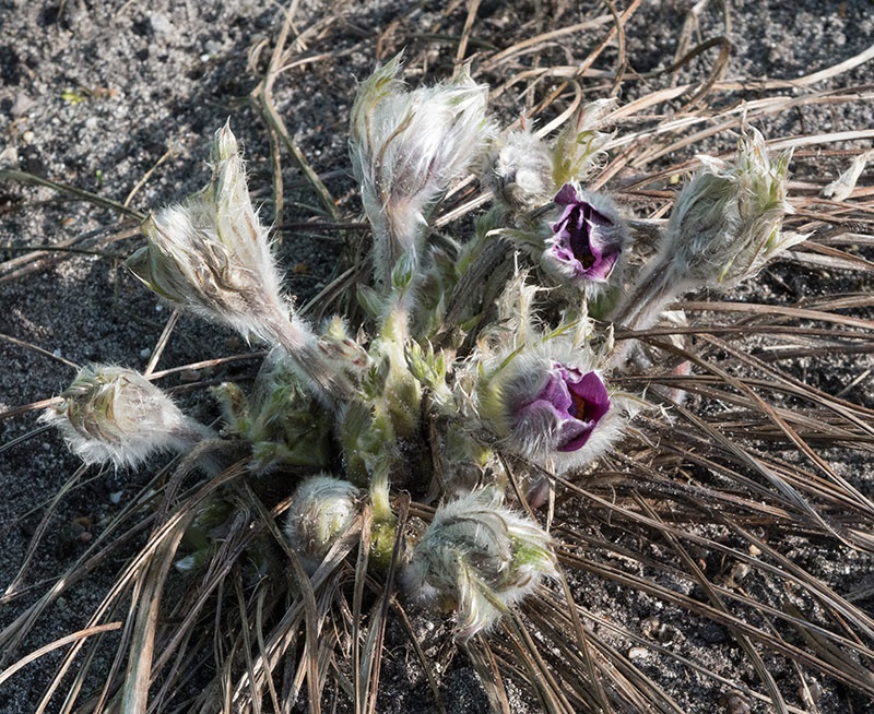 Haller’s Pasqueflower Pulsatilla halleri slavica